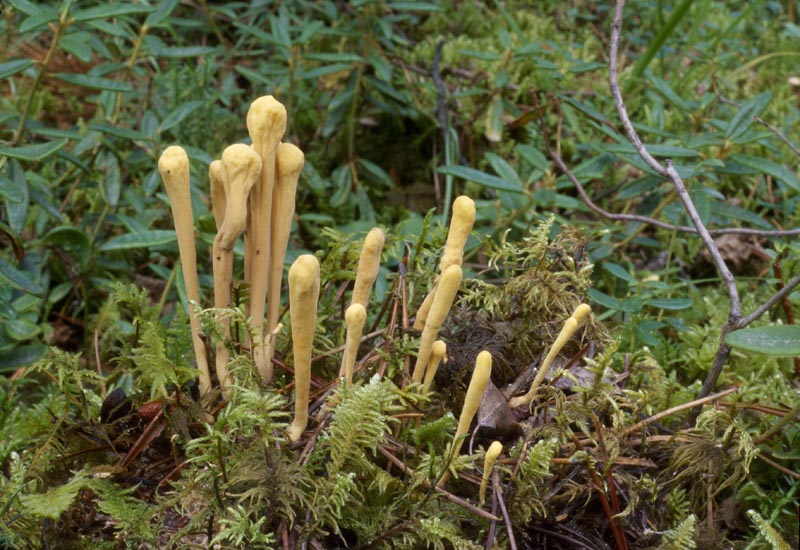 Clavariadelphus sachalinensis